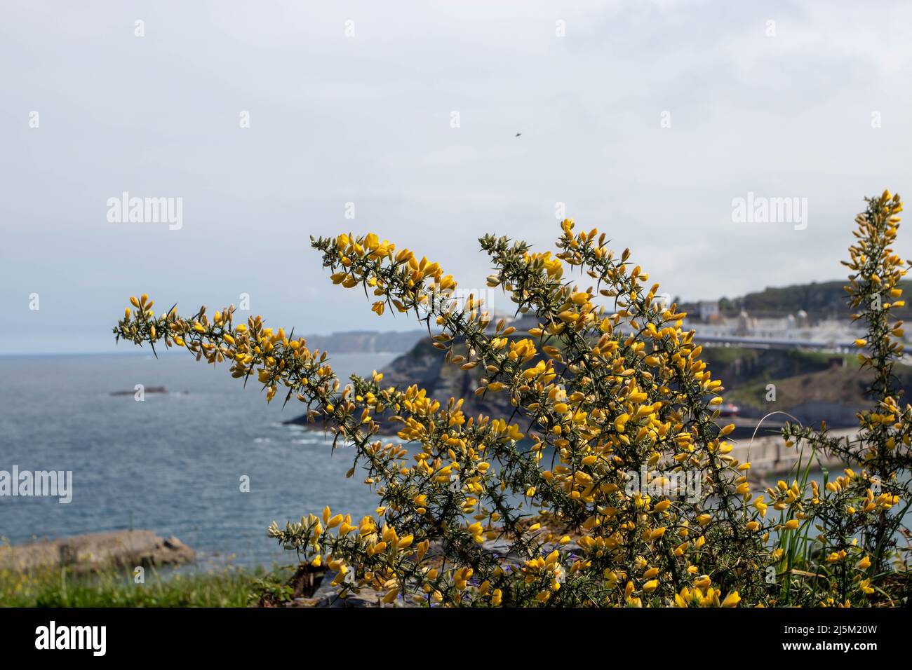 Ulex europaeus, Gorse, gemeiner Gorse, Felle oder Whin Pflanzen mit leuchtend gelben Blüten am Meer Stockfoto