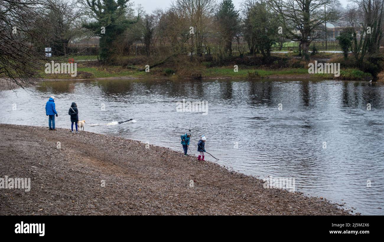 Kinder, die mit Stöcken am Fluss Wharfe spielen, werfen als Paar Stöcke für zwei Labradoren in der Nähe. Ilkley, West Yorkshire, England, Großbritannien Stockfoto