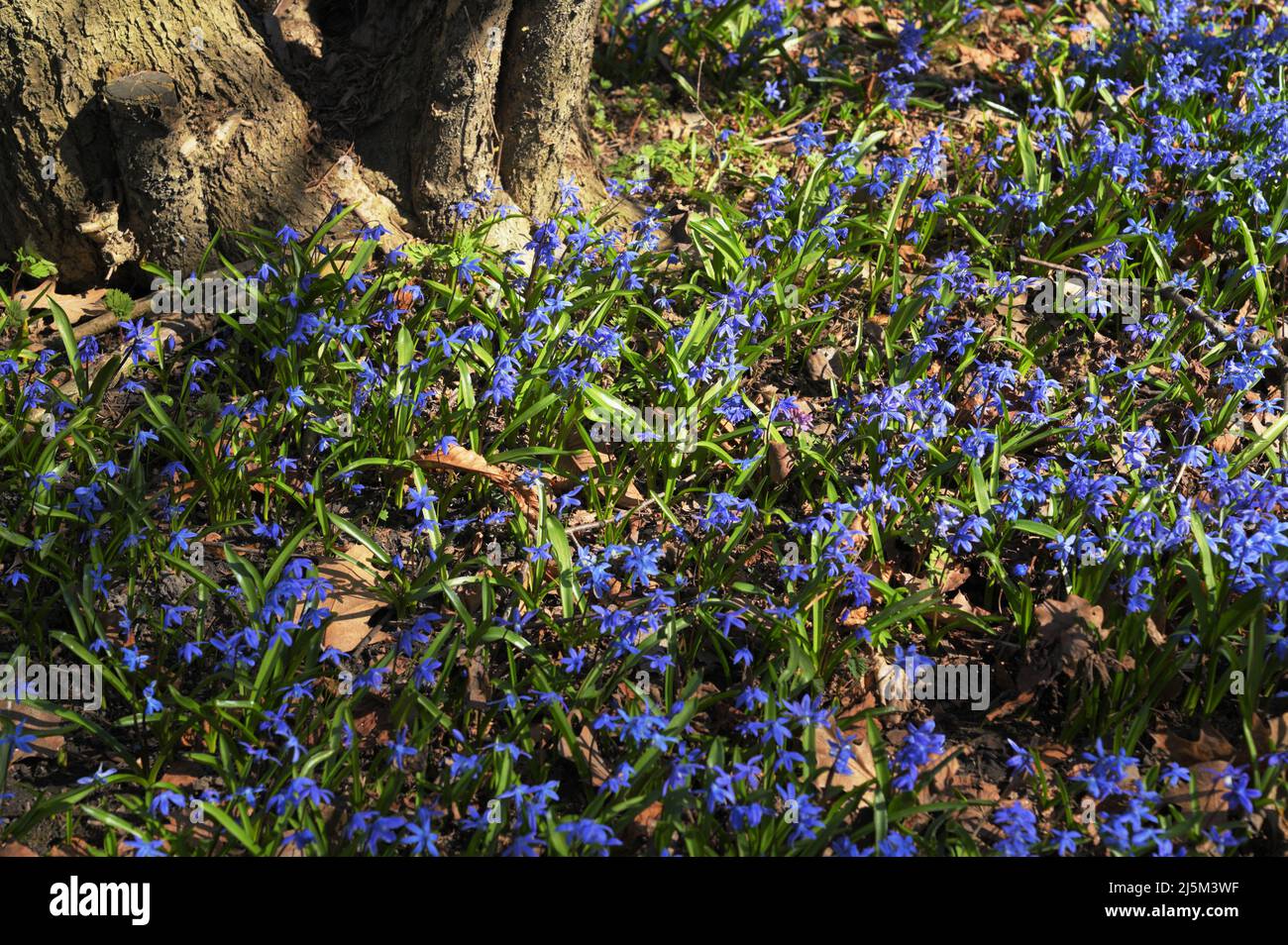 Scilla siberica, der sibirische Tintenbaum oder der Holzkiel blüht im Garten Stockfoto