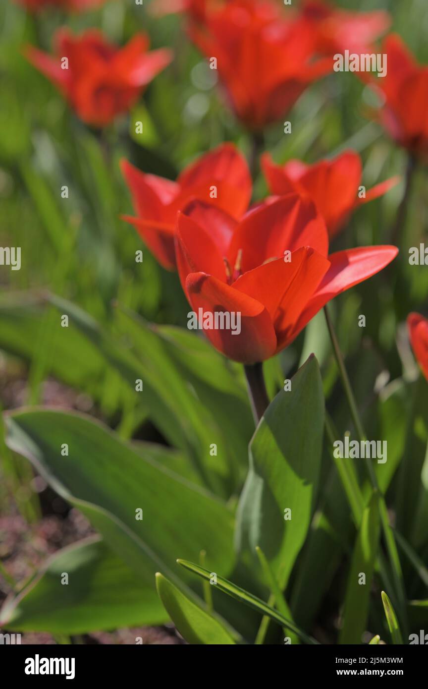 Nahaufnahme der Blumen der Seerosen-Tulpe, Tulipa kaufmanniana, der kultivierenden 'Showwinnerin' in einem Garten an einem sonnigen Frühlingstag Stockfoto