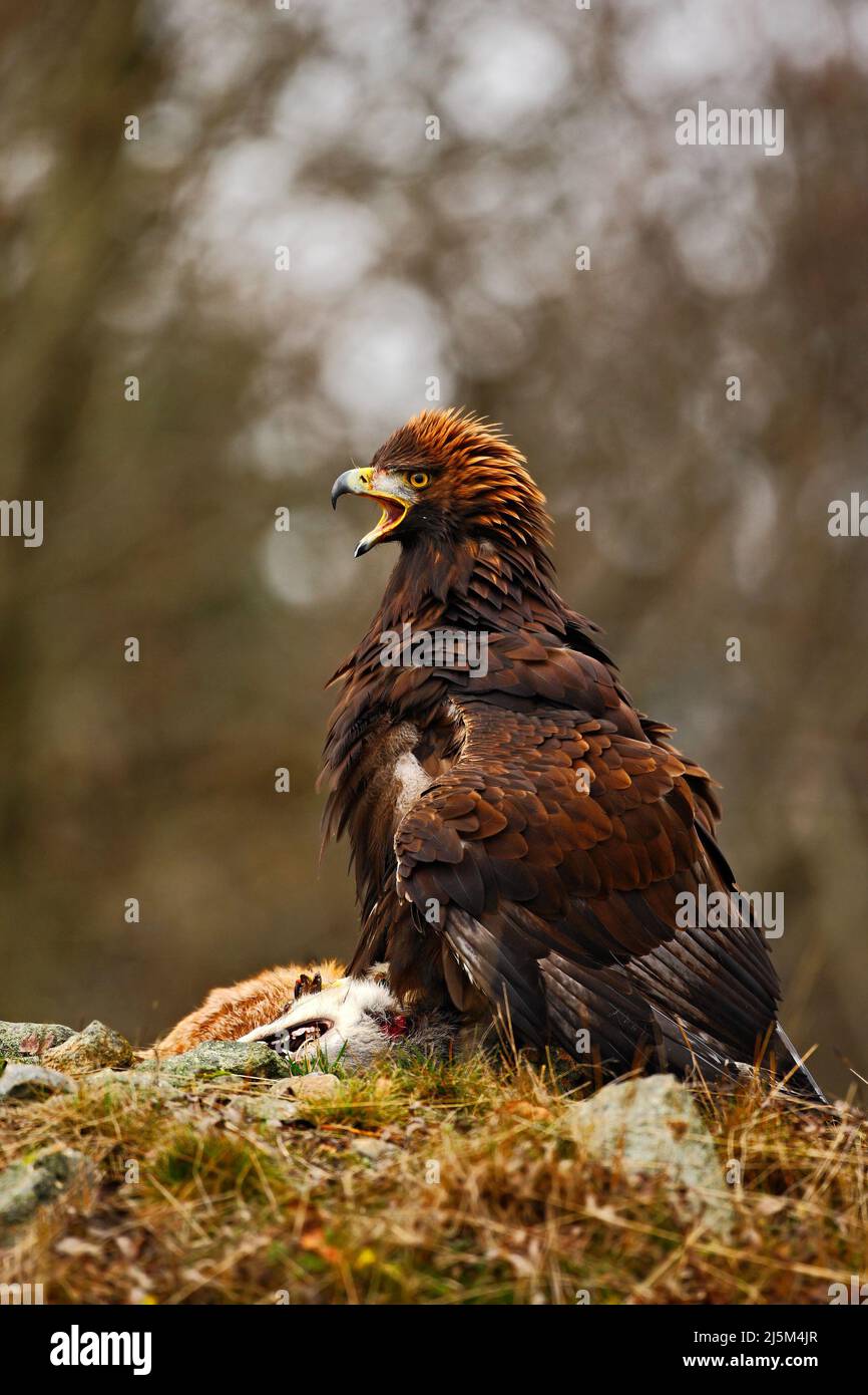 Adler mit Fang. Goldener Adler, Aquila chrysaetos, Greifvögel mit tödlichem Rotfuchs auf Stein, Foto mit verschwommenem orangefarbenem Herbstwald im Hintergrund, Stockfoto