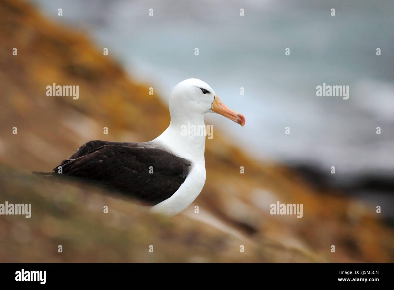 Schöner Seevogel Schwarzbrauner Albratross. Albatross sitzt auf der Klippe. Albatross mit dunkelblauem Wasser im Hintergrund. Albatross aus Falkland Stockfoto