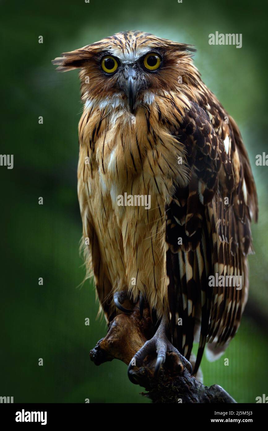 Sunda-Fischeule, Ketupa ketupu javanensis, seltener Vogel aus Asien. Malaysia schöne Eule in der Natur Wald Lebensraum. Vogel aus Malaysia. Fischeule si Stockfoto