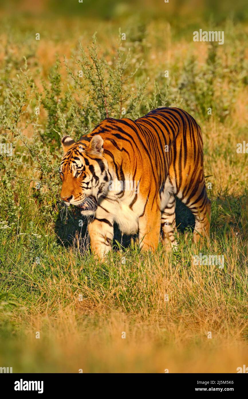 Beutetier Amur oder Sibirischer Tiger, Panthera tigris altaica, im Gras wandern. Tiger in der Natur Lebensraum. Großes gefährliches Tier aus Russland. Hu Stockfoto