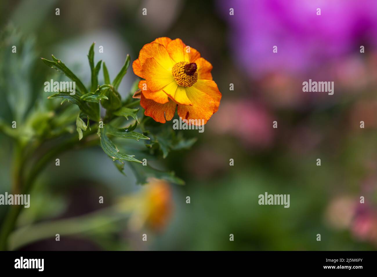 Geum ‘Totally Tangerine’ Stockfoto