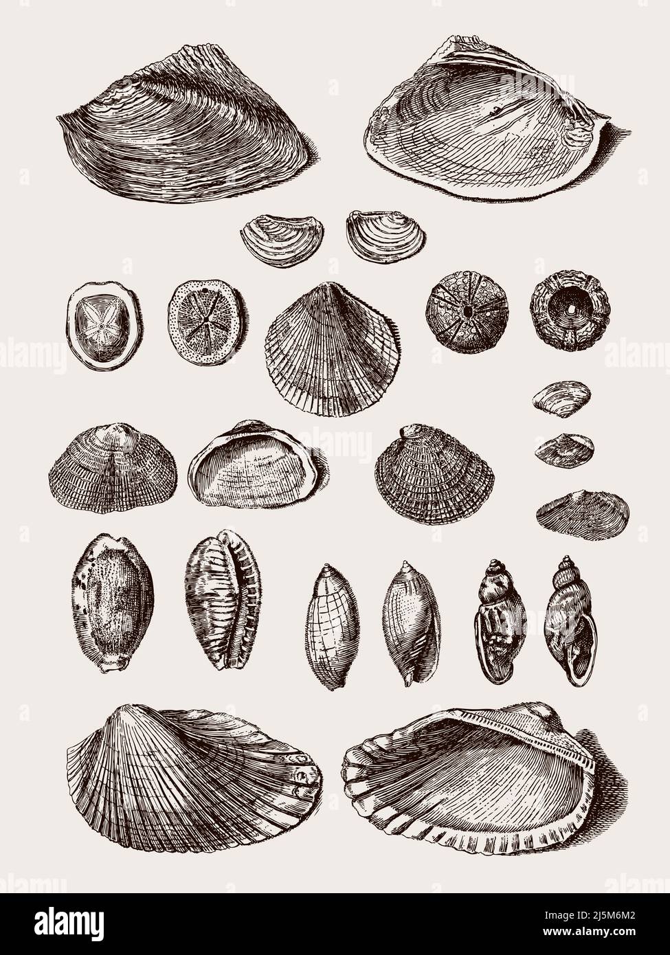 Gruppe von verschiedenen Muscheln und Schneckenmuscheln in einer Reihe, nach antiker Gravur aus dem 18.. Jahrhundert Stock Vektor