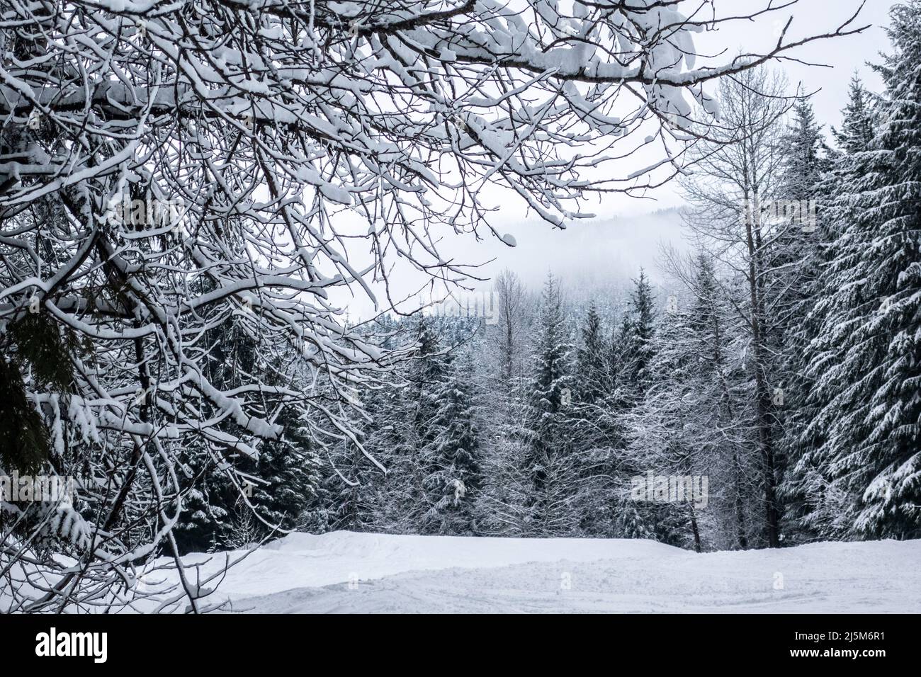Schneeszene mit schneebedeckten immergrünen Bäumen in BC, Kanada Stockfoto