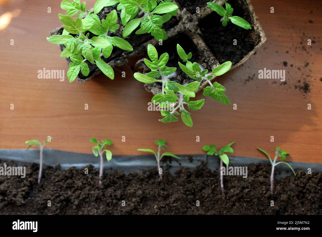 Neue Art, Tomaten zu keimen. Platzsparende Methode für Tomaten-Setzlinge. Pflanzung von Setzlingen, Ausstechen. Stockfoto