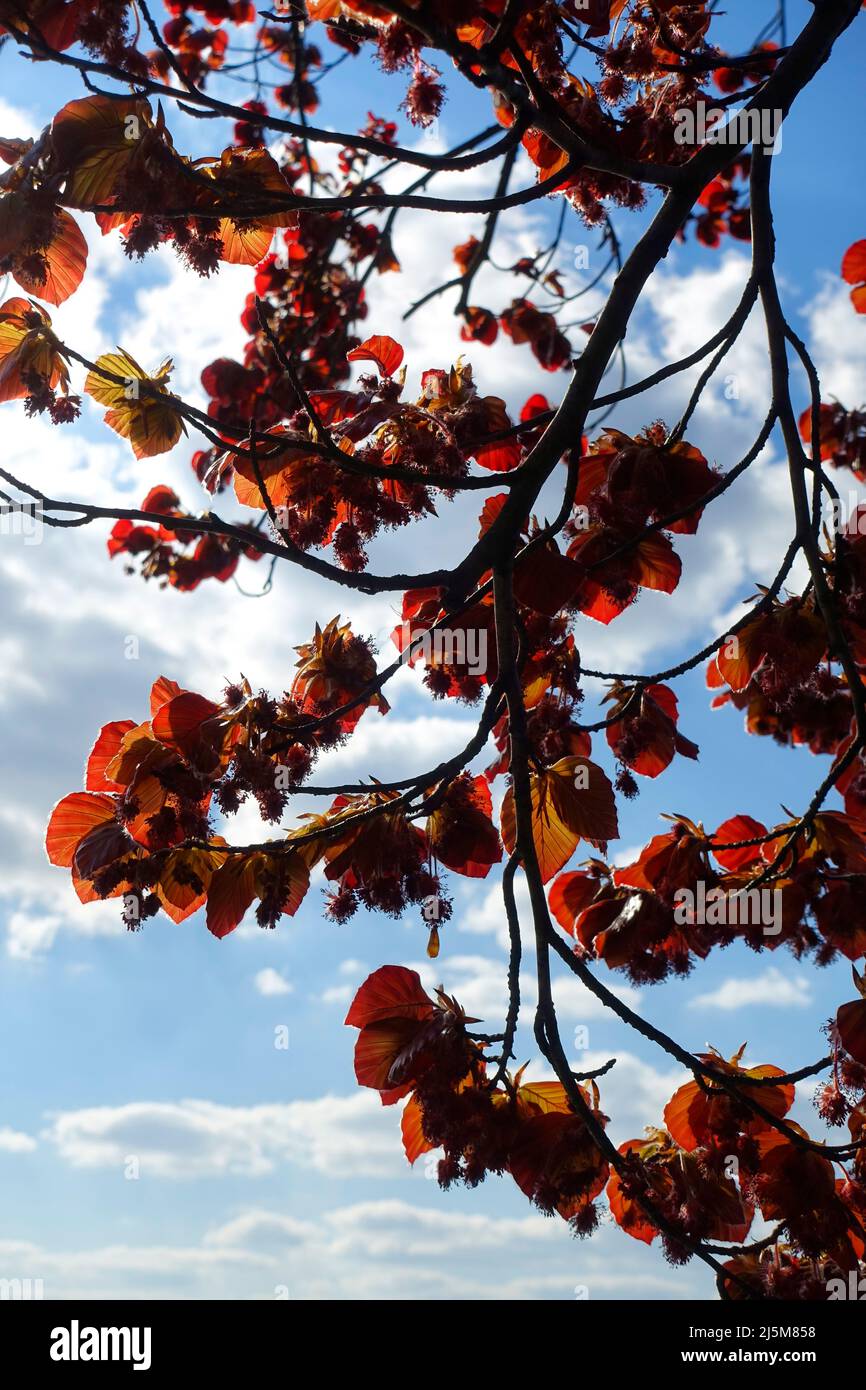 Kupferbuche, Fagus sylvatica für Purpurea Stockfoto