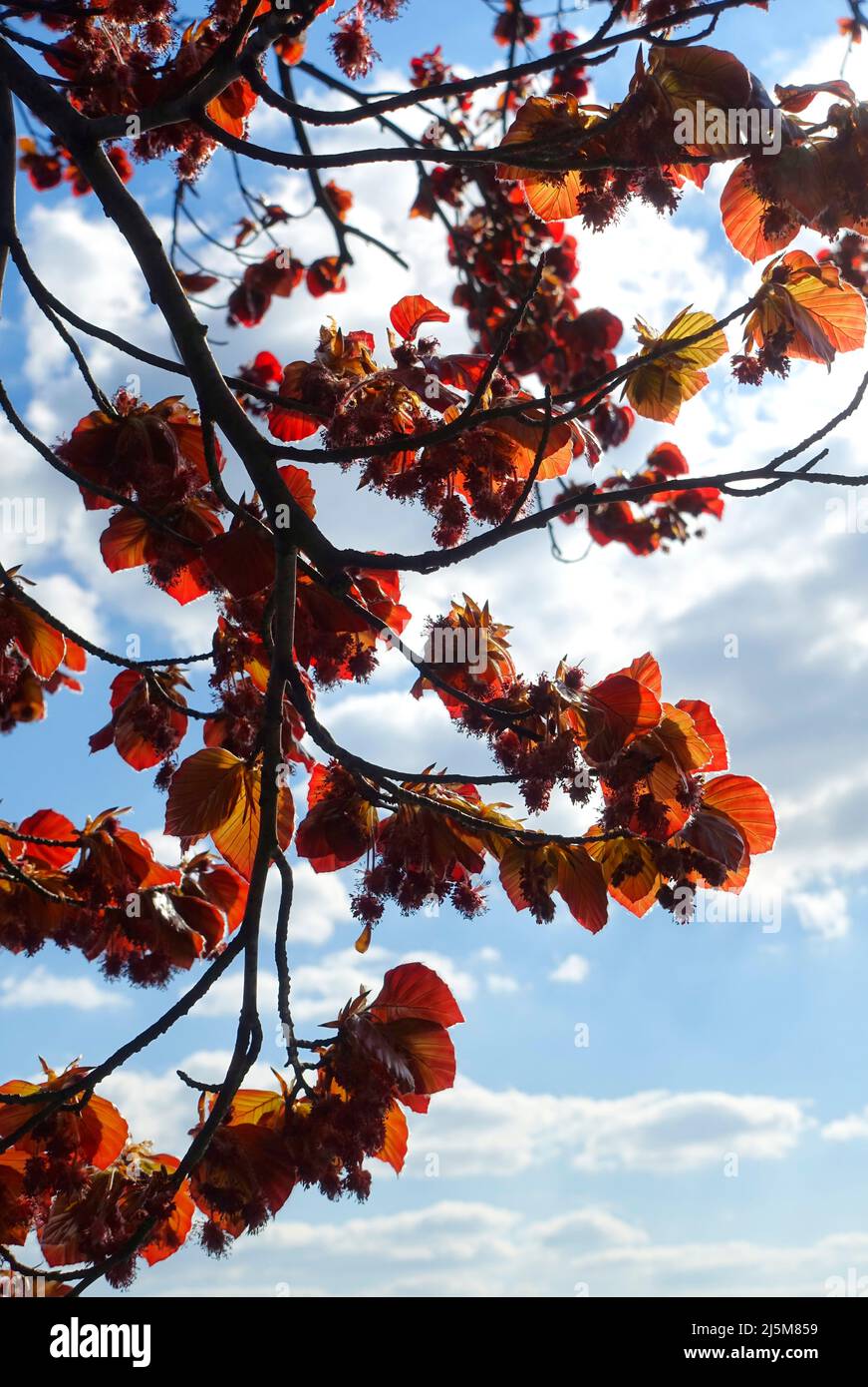 Kupferbuche, Fagus sylvatica für Purpurea Stockfoto