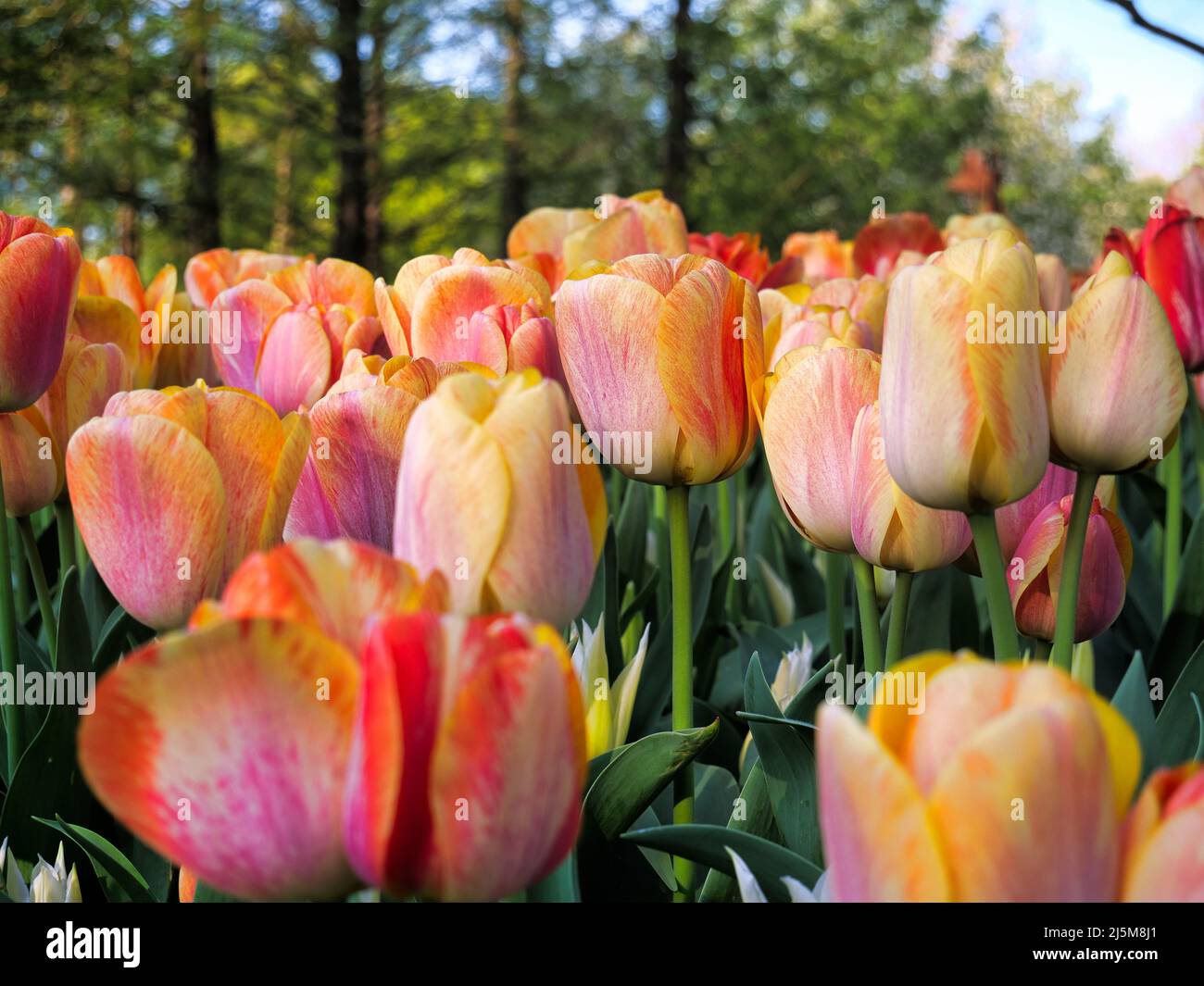 tulpe, jonquille, jacinthe, Fleur de printemps a keukenhof, Frühlingsblume in keukenhof Stockfoto