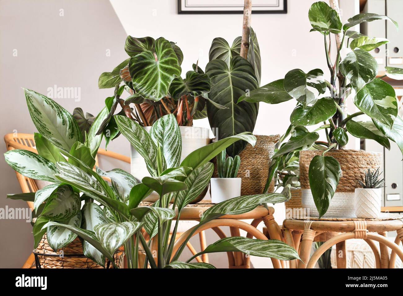 Urbaner Dschungel. Verschiedene tropische Zimmerpflanzen wie Philodendron oder Chinese Evergreen in Korbblumentöpfen auf Holztischen Stockfoto