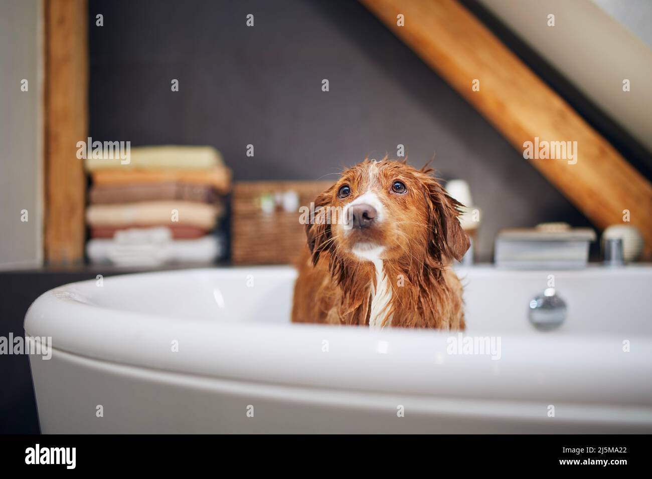 Nasser Hund in der Badewanne zu Hause. Baden von Nova Scotia Duck Tolling Retriever. Stockfoto