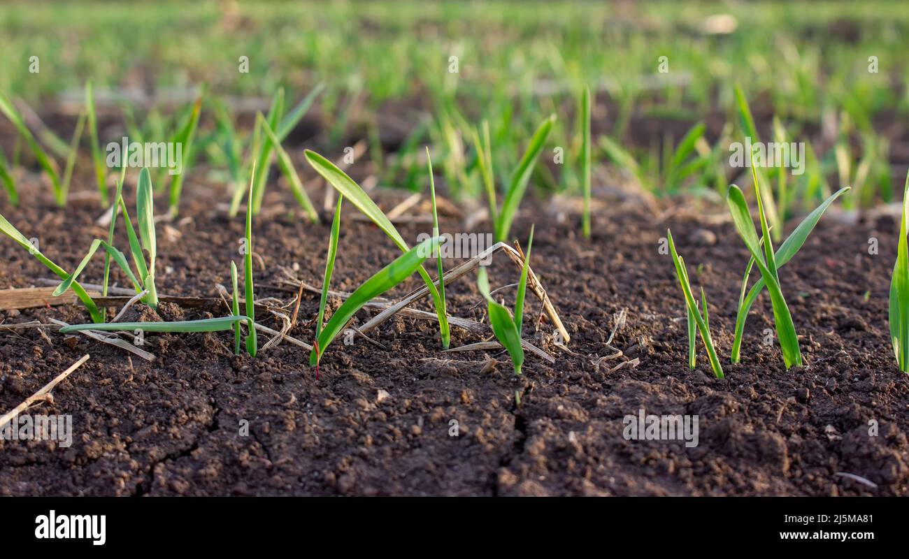 Gerstensprossen keimen aus dem Boden auf dem Feld. Reihe von gekeimtem Getreide, Blätter von landwirtschaftlichen Pflanzen Stockfoto