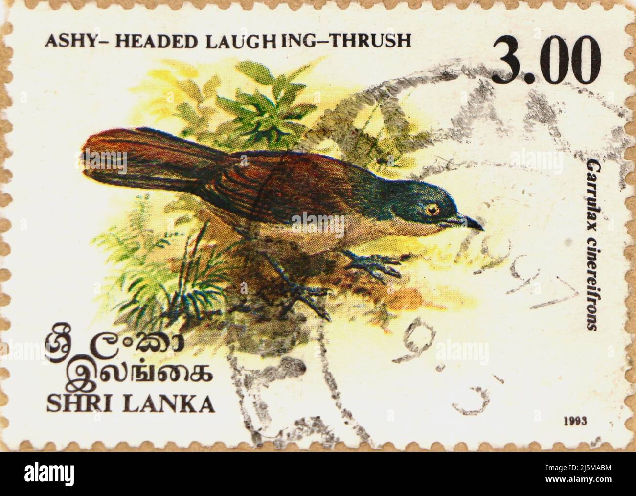 Foto einer srilankischen Briefmarke mit einer Illustration einer aschigen Lachdrossel Garrulax cinereifrons Argya cinereifrons 1993 Stockfoto