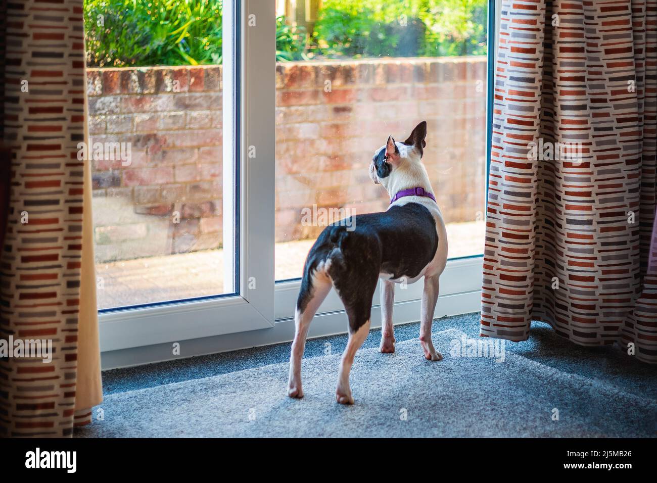 Boston Terrier Hund steht aus einem Fenster. Das Fenster ist eine Terrassentür mit Vorhängen. Stockfoto