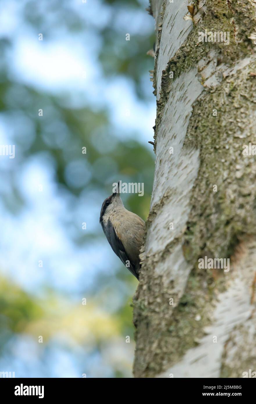 Nuthatch sitzt auf einem Birkenstamm und sieht aus Stockfoto