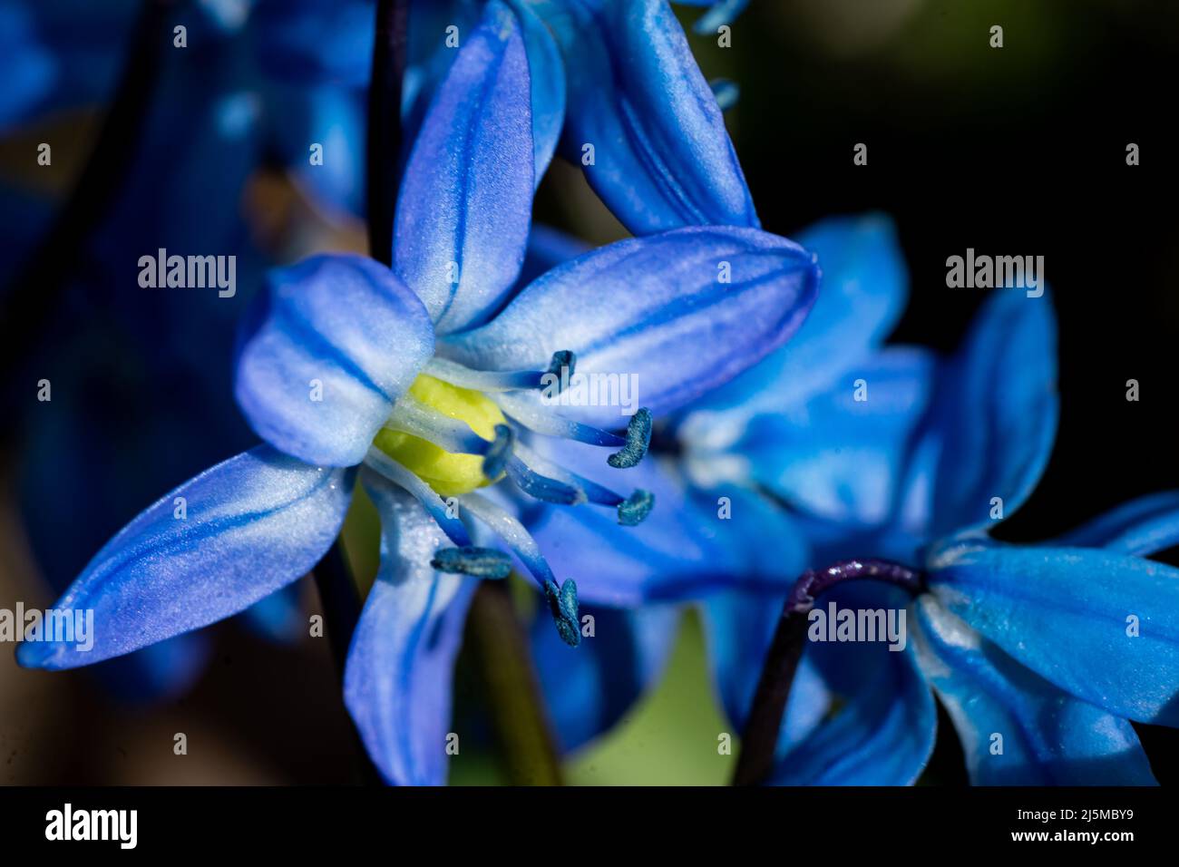 Scilla siberica Stockfoto