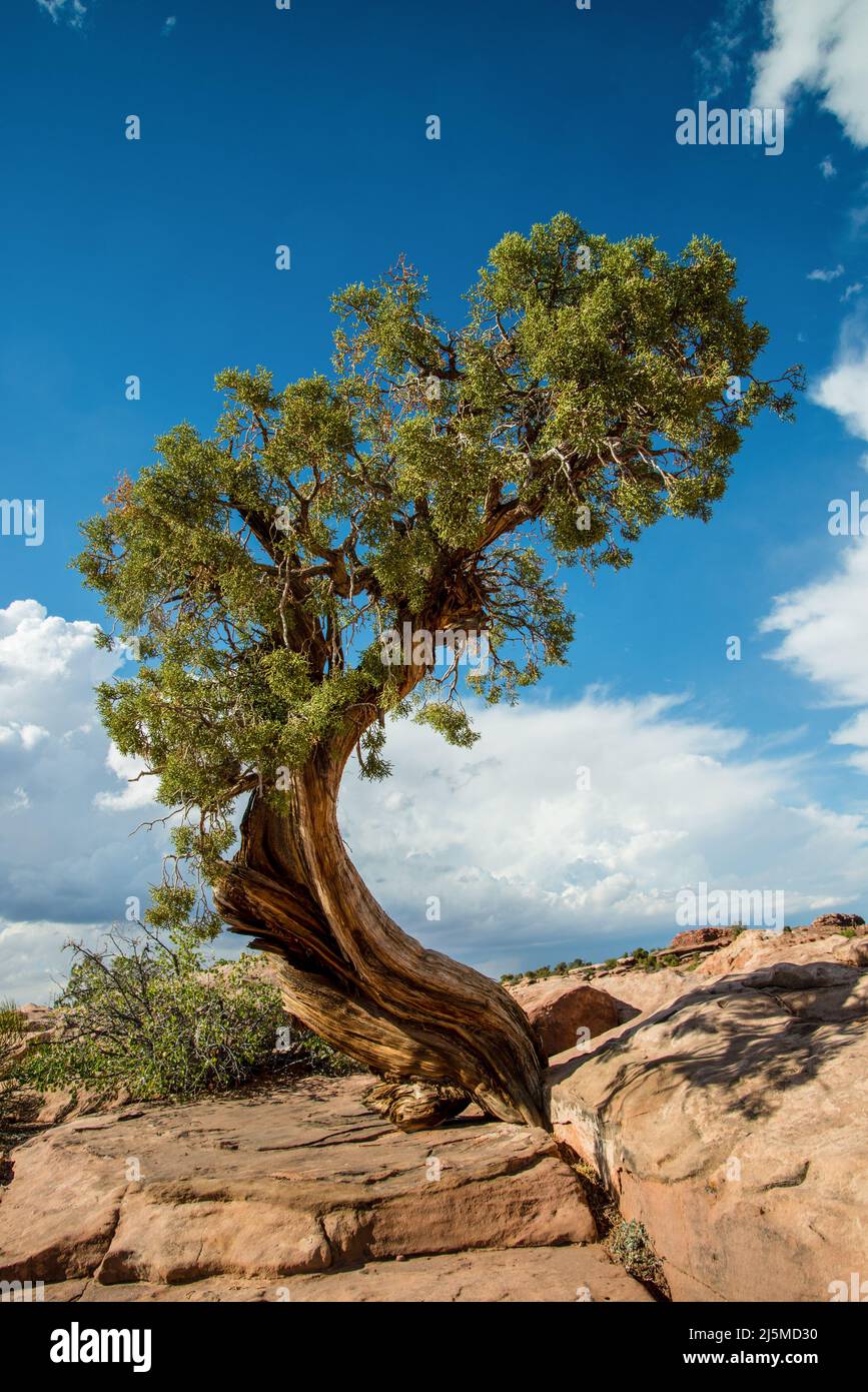 Juniper Tree, Dead Horse Point State Park, Utah Stockfoto