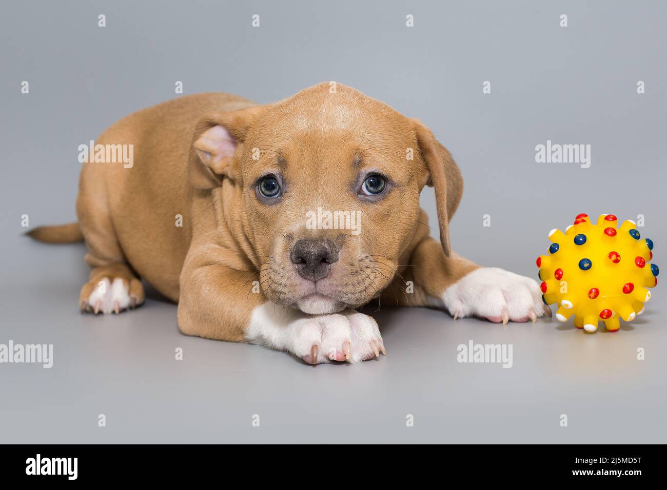 Kleiner amerikanischer Bully-Welpe und eine gelbe Kugel auf grauem Hintergrund Stockfoto