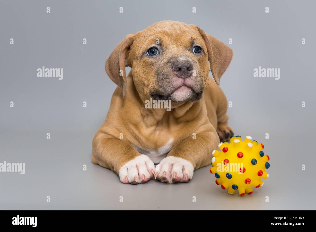Kleiner amerikanischer Bully-Welpe und eine gelbe Kugel auf grauem Hintergrund Stockfoto