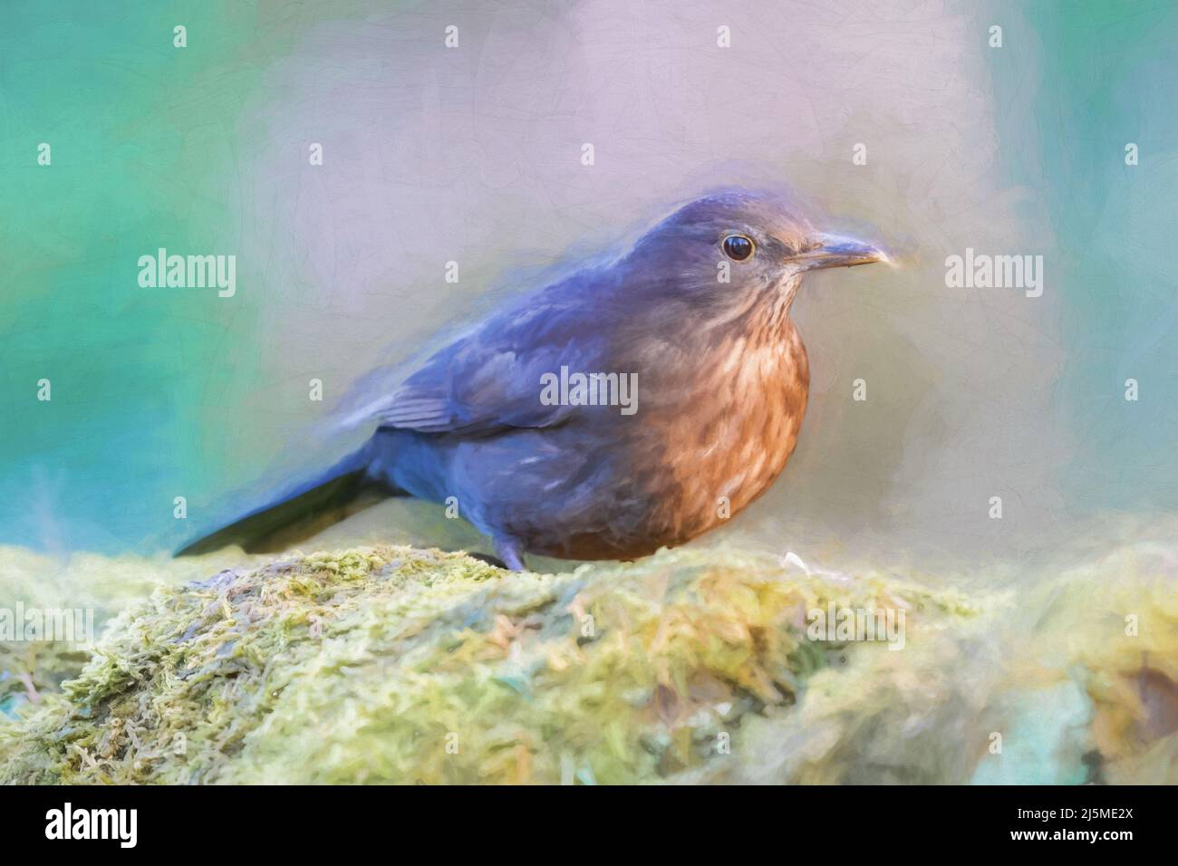 Digitale abstrakte Ölgemälde eines weiblichen eurasischen Amsel, Turdus merula in einem natürlichen Waldgebiet in Großbritannien. Stockfoto