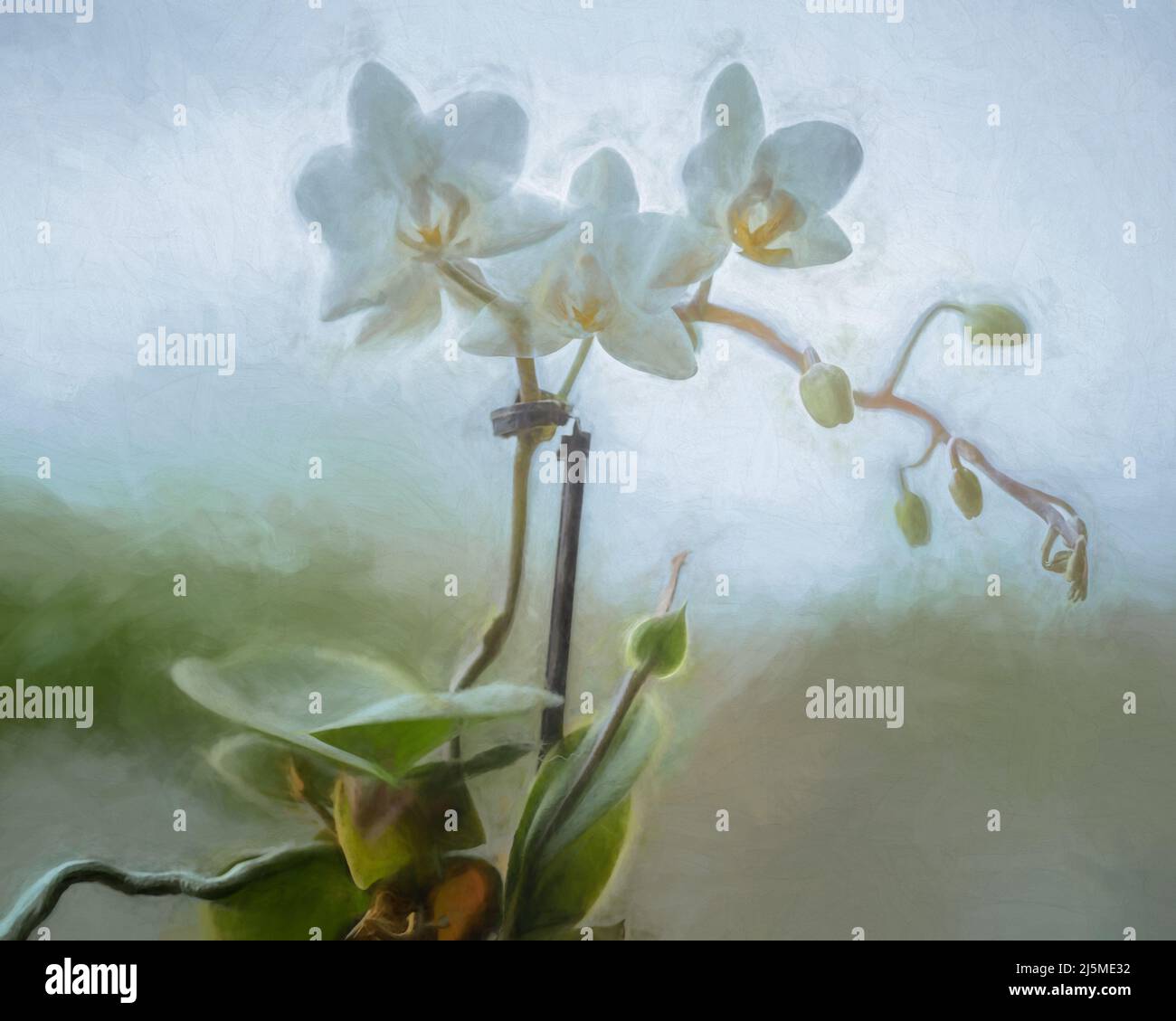 Bildende Kunst, Kunstwerke. Digitale abstrakte Ölgemälde einer weißen Orchidee, Orchidaceae in Blüte vor einem regnerischen Fenster Hintergrund, mit einer flachen Tiefe von Fi Stockfoto