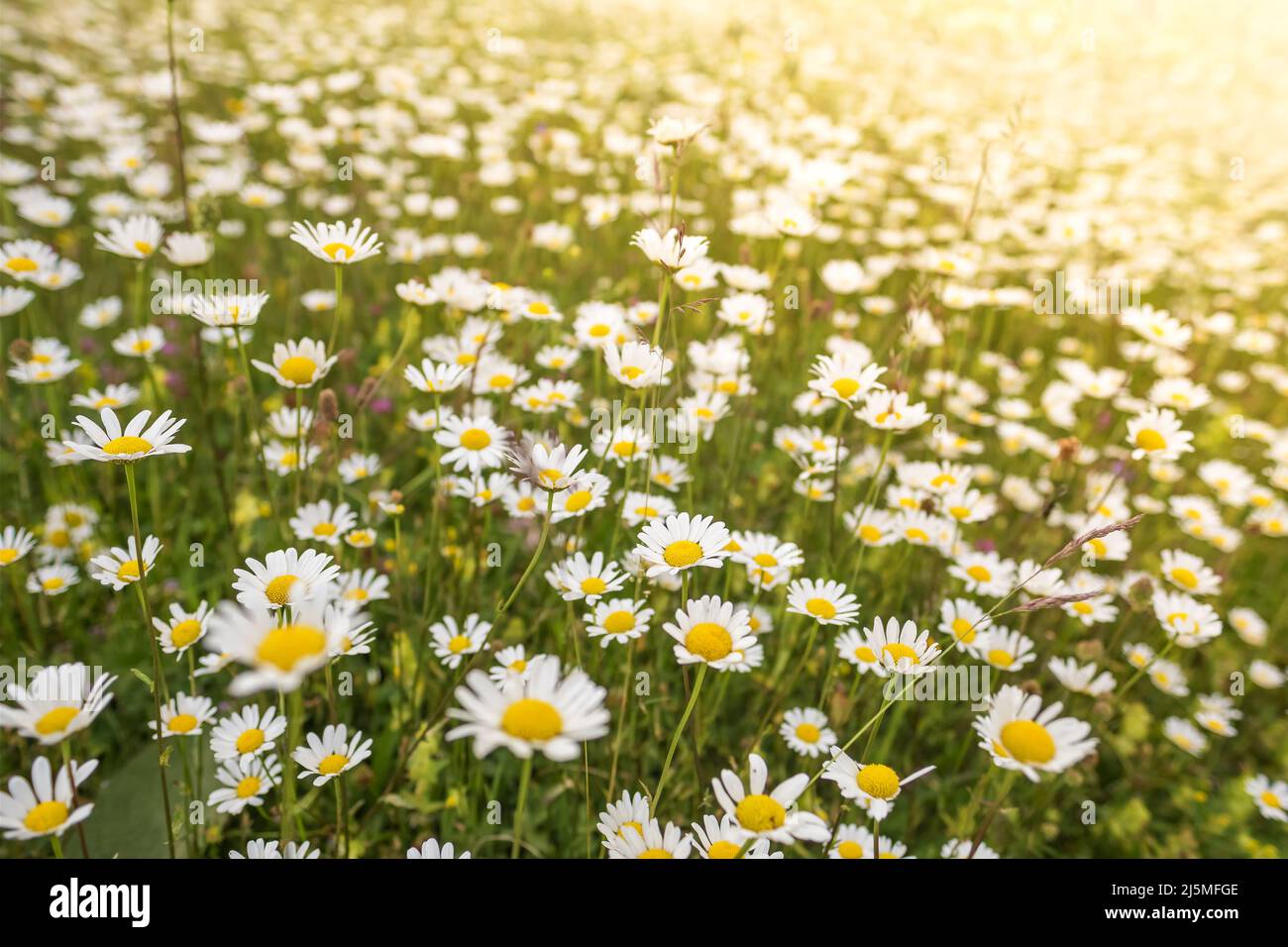 Schönes, sonniges Feld mit Kamillenblüten Stockfoto