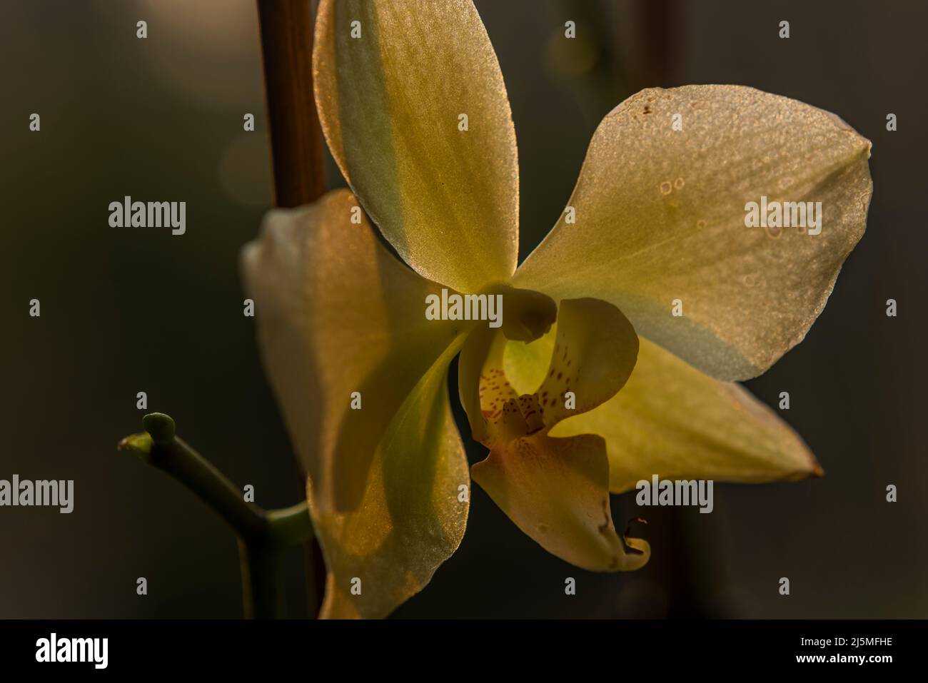 Orchideenblüte im Frühling frische Farbe am Morgen hinter dem Fenster Stockfoto