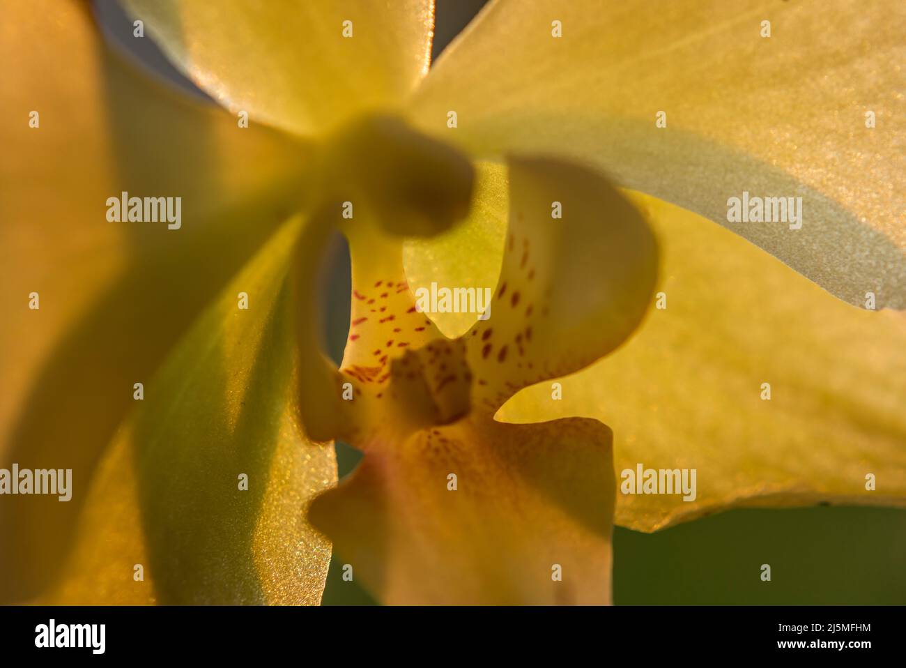 Orchideenblüte im Frühling frische Farbe am Morgen hinter dem Fenster Stockfoto
