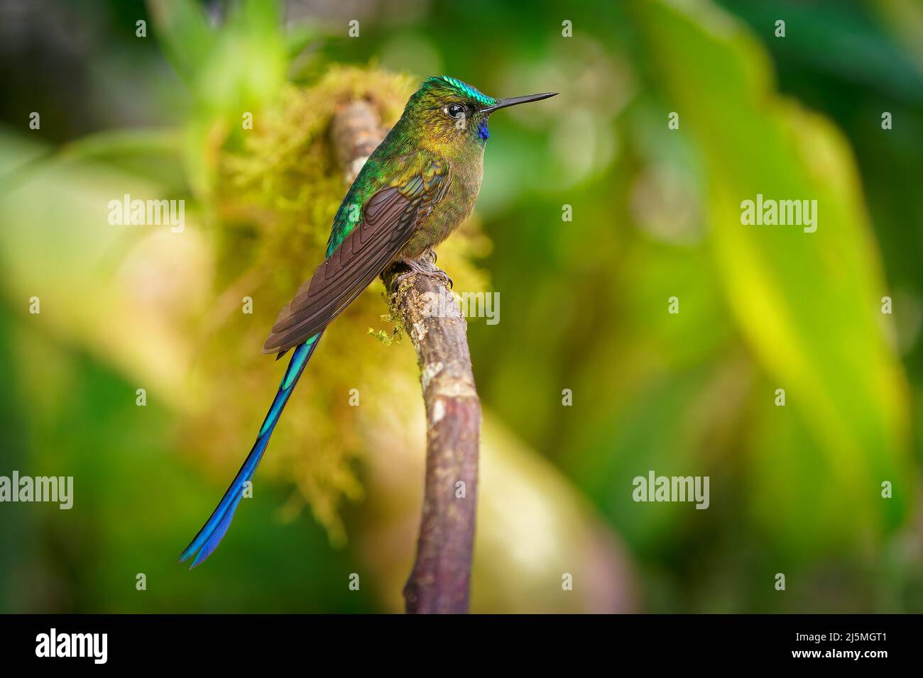 Violet-tailed Sylph - Aglaiocercus coelestis Vogelart Kolibri in den Koketten, Stamm Lesbiini der Unterfamilie Lesbiinae, gefunden in Kolumbien und Stockfoto