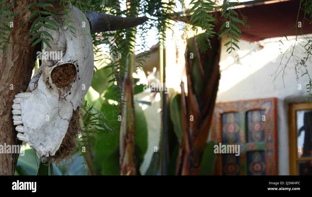 Stier- oder Kuhschädel, Totenkopfknochen mit Hörnern auf kalifornischem Pfefferbaum im mexikanischen Garten. Skelett aus Ochsen, Bullocks, Bisons oder Yaks als Ranchdekor, westliche USA. Tod Symbol, Wild West Tradition. Stockfoto