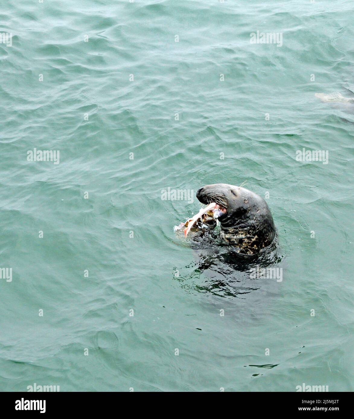 Eine männliche Kegelrobbe (Halichoerus grypus atlanttica), die im Wasser von Chatham Harbour am Chatham Fish Pier, Cape Cod, Massachusetts, einen Hundefisch frisst Stockfoto