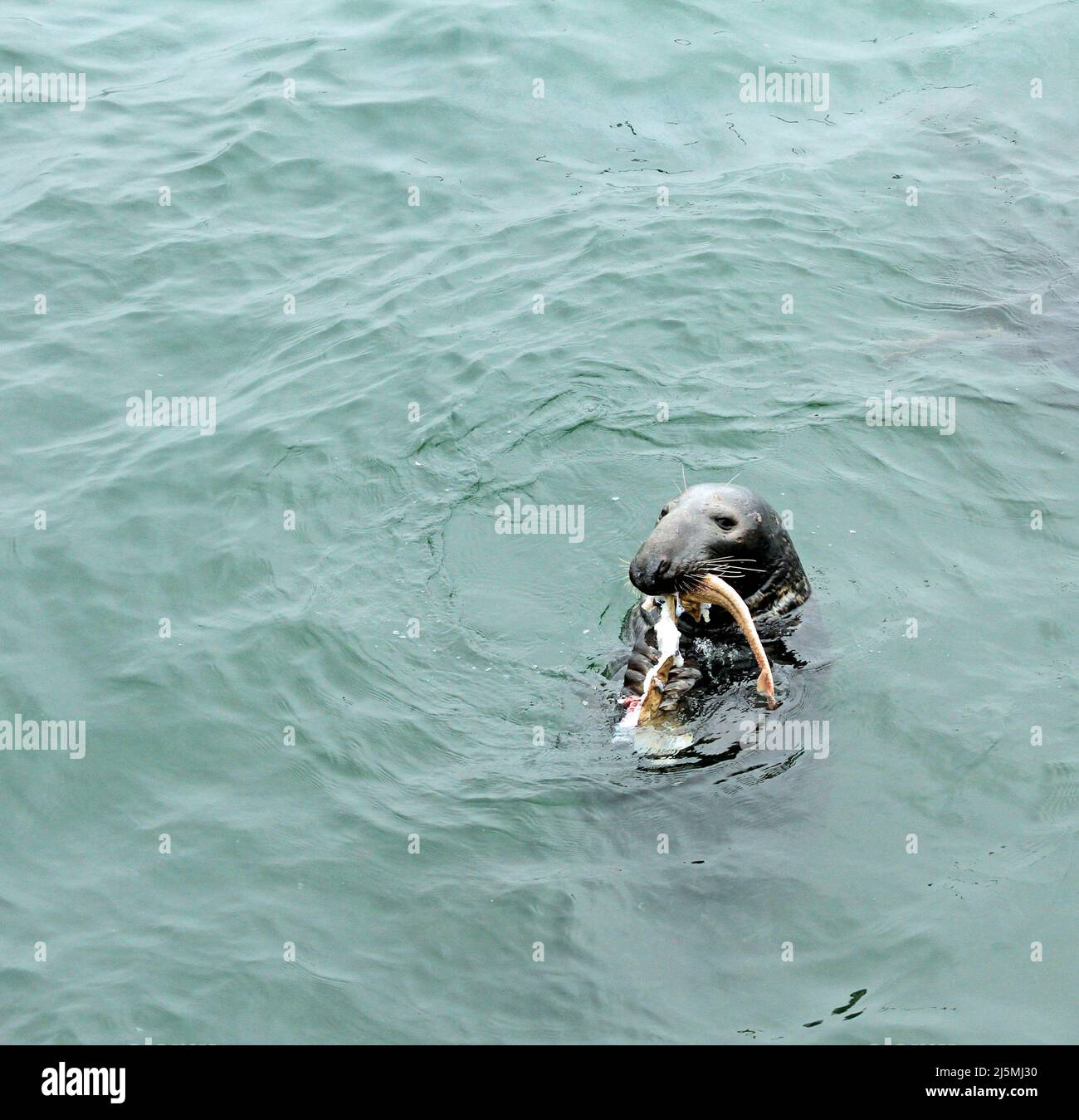 Eine männliche Kegelrobbe (Halichoerus grypus atlanttica), die im Wasser von Chatham Harbour am Chatham Fish Pier, Cape Cod, Massachusetts, einen Hundefisch frisst Stockfoto