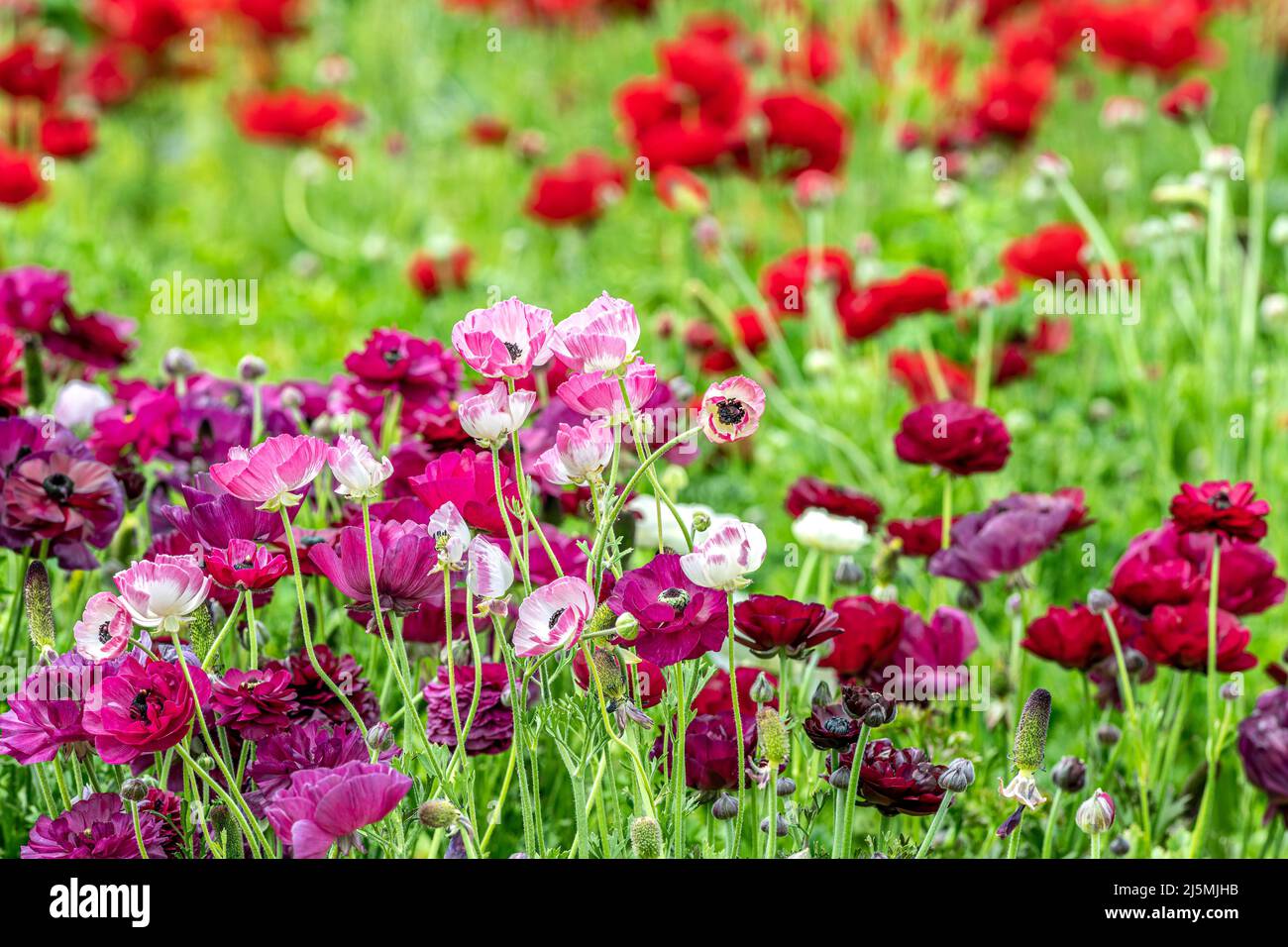 Nahaufnahme von rosa Ranunculus-Blüten, die im Frühling in Kalifornien in einem Feld anderer farbenfroher Pflanzen gemischt wurden. Stockfoto