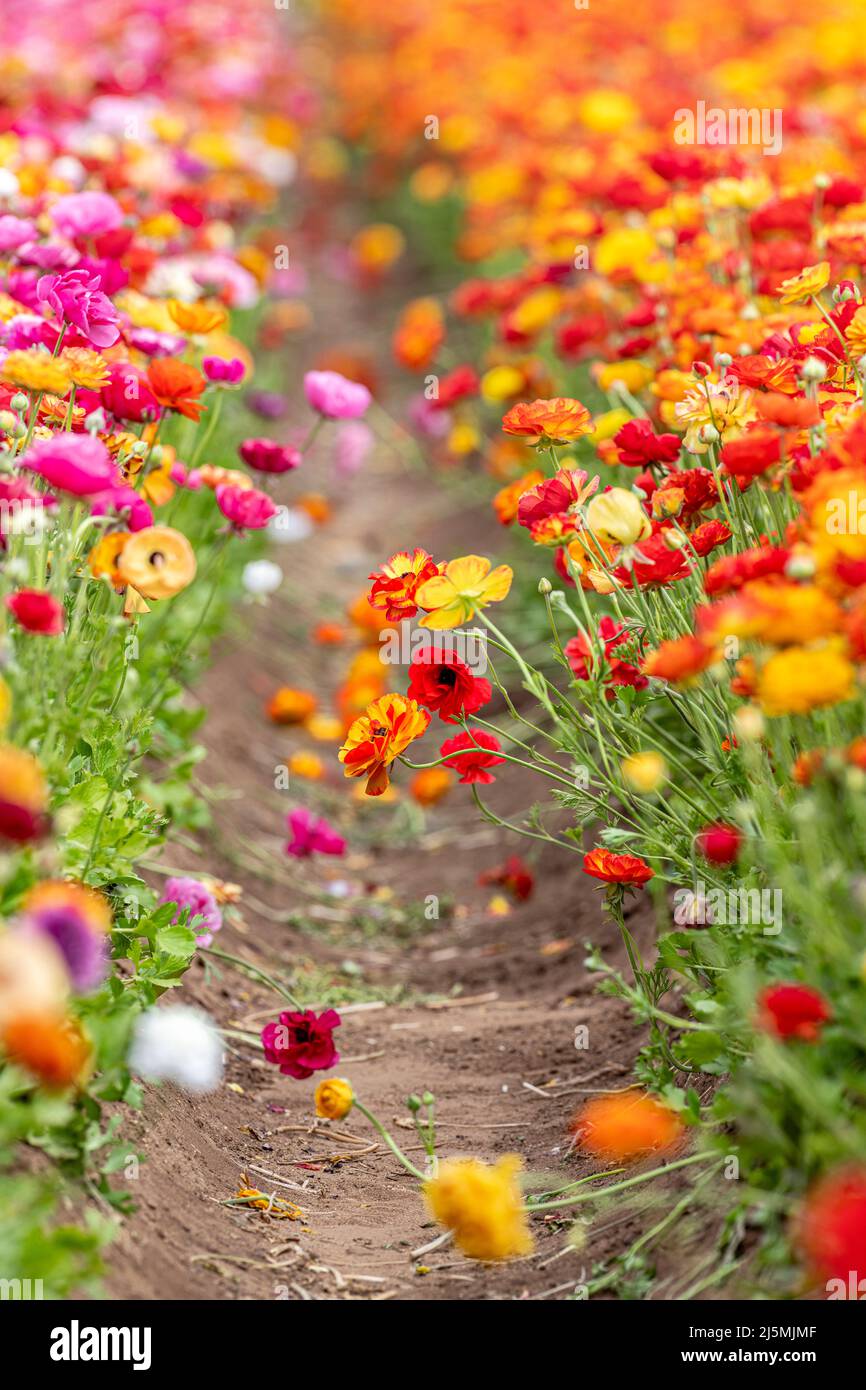 Selektiver Fokus eines Feldes von bunten Ranunkulusblüten innerhalb eines großen Feldes von Wildblumen während des Frühlings in Kalifornien. Stockfoto