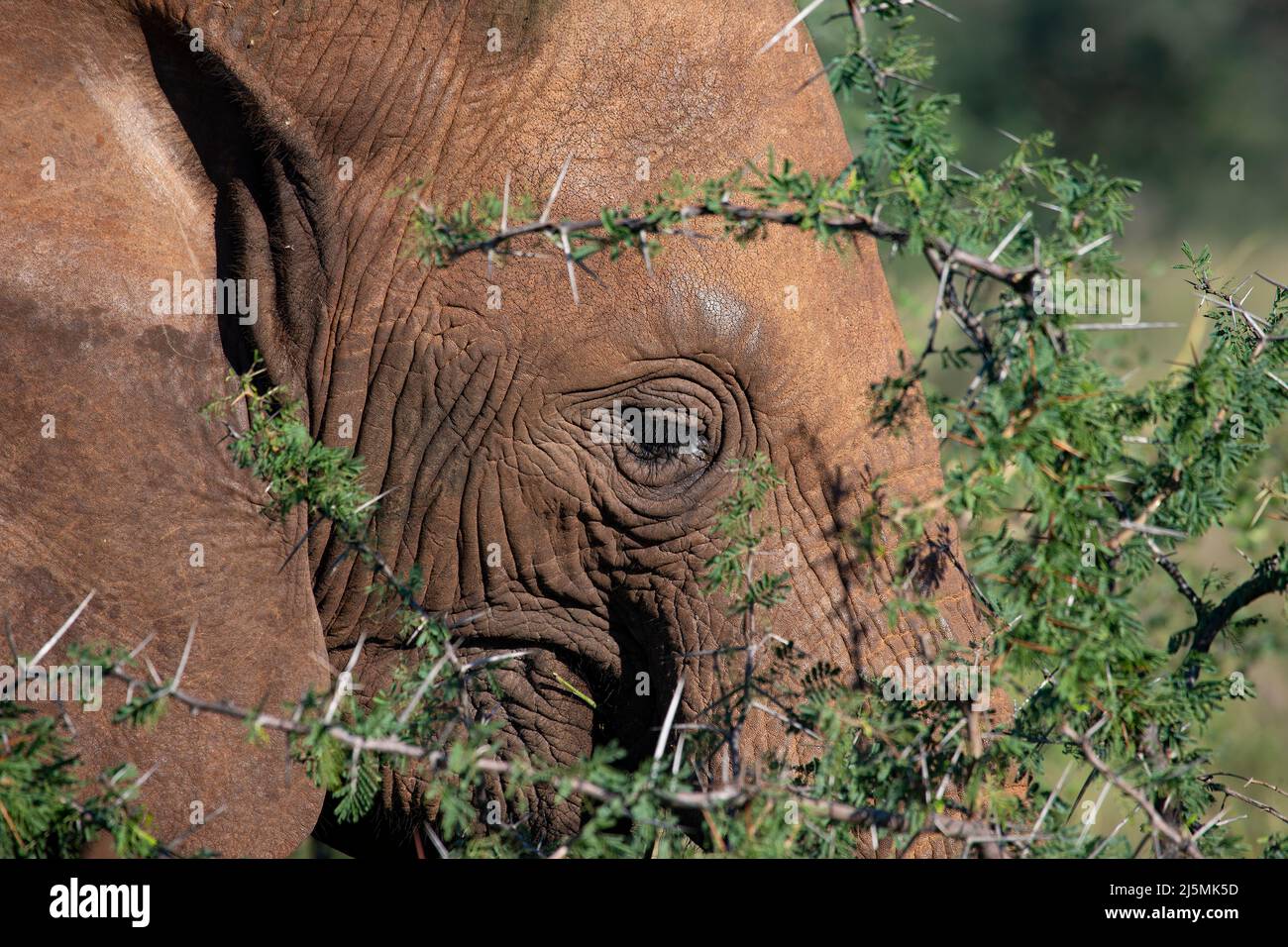 Große Nahaufnahme eines erwachsenen afrikanischen Elefanten Loxodonta africana, der unter Akazienbäumen in Südafrika surft Stockfoto