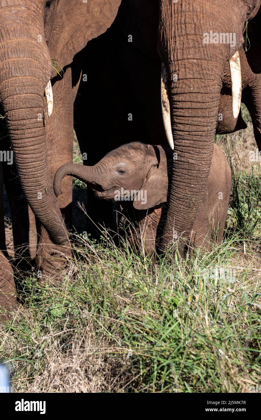 Ein afrikanischer Elefantenbaby Loxodonta africana, der sich unter zwei Erwachsenen im Zimanga Private Game Reserve in Südafrika aufhalten kann Stockfoto