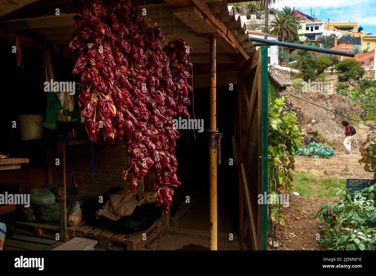 Vallehermoso, La Gomera, Kanarische Inseln, Spanien: Paprika zum Trocknen Stockfoto