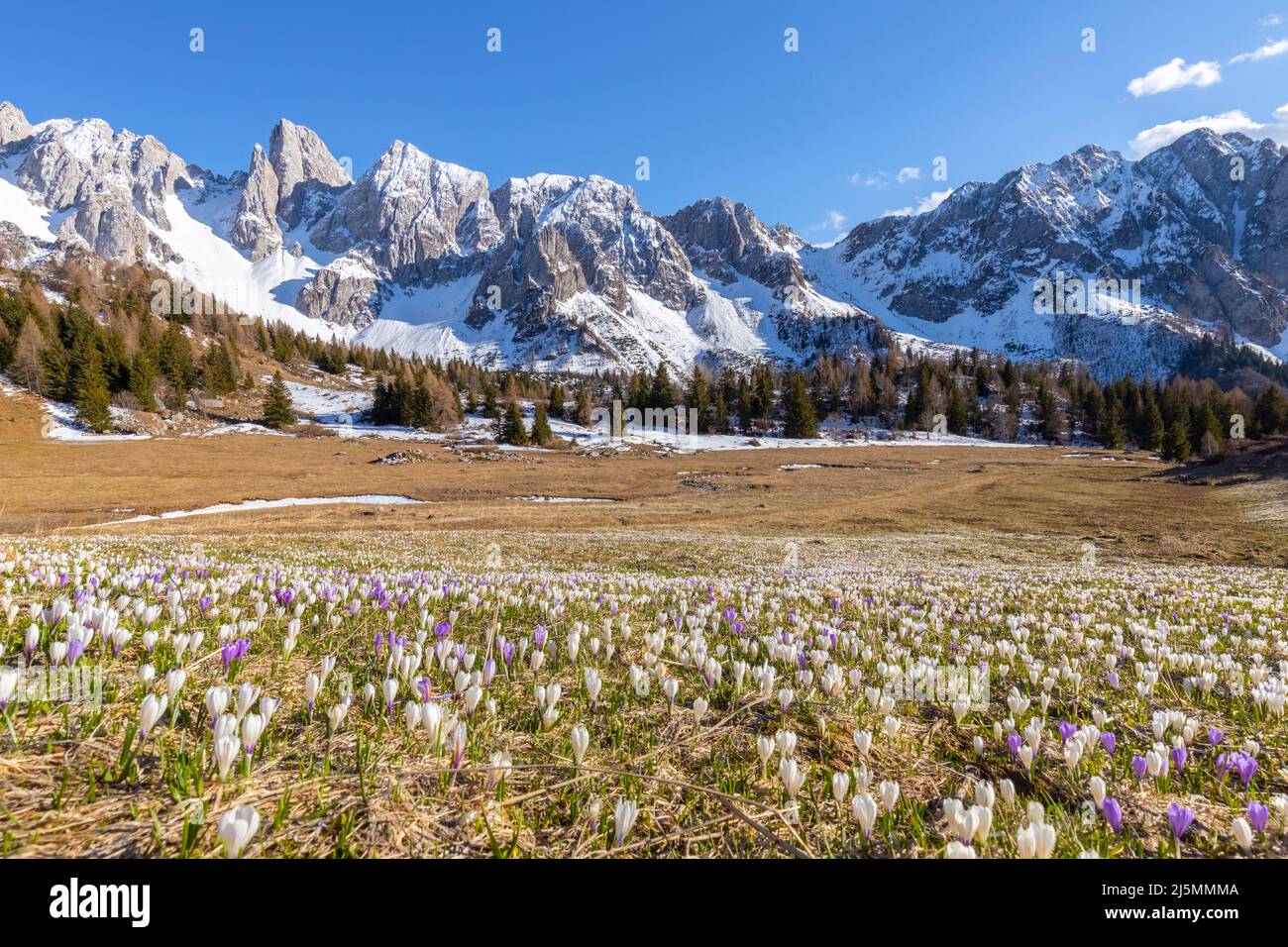 Blick auf die Frühlingsblüte der Krokusse in Campelli di Schilpario. Schilpario, Val di Scalve, Bezirk Bergamo, Lombardei, Italien, Südeuropa. Stockfoto