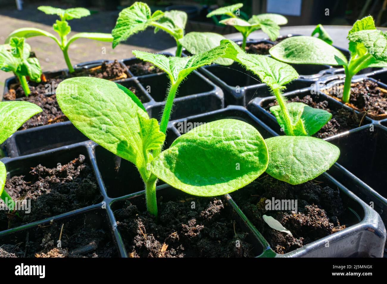 Sommer, Umwelt, Frische, Gemüse, Nahaufnahme, Landwirtschaft, Botanik, cucurbita, cucurbita pepo, Emerging, Bauernhof, Landwirtschaft, Lebensmittel, frisch, Obst, Garde Stockfoto