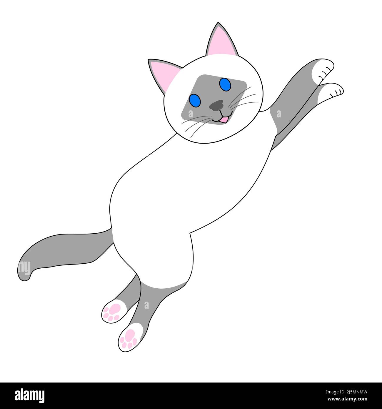 Springende birman Katze mit weißem Hintergrund Stockfoto