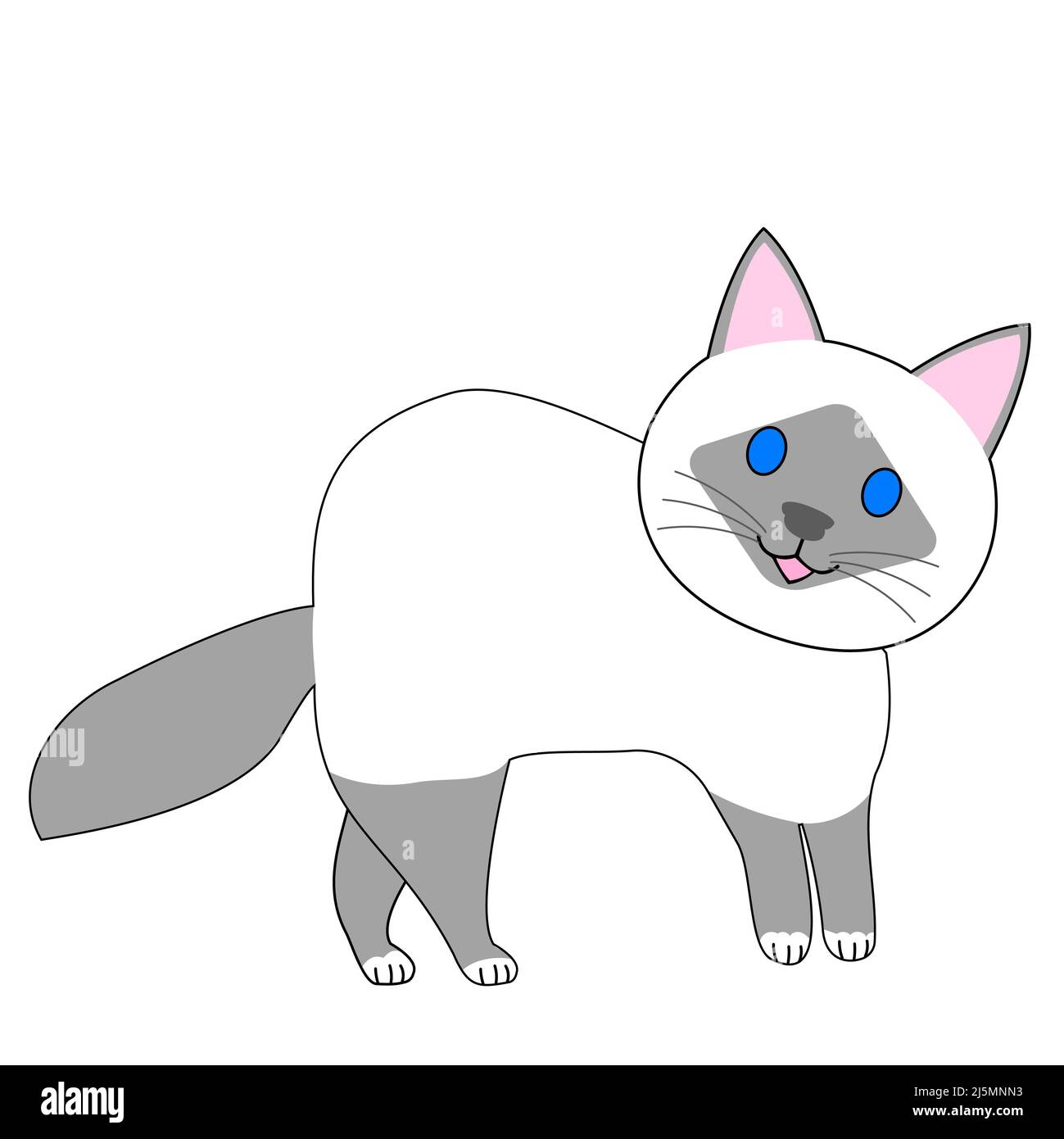 birman Katze mit weißem Hintergrund Stockfoto