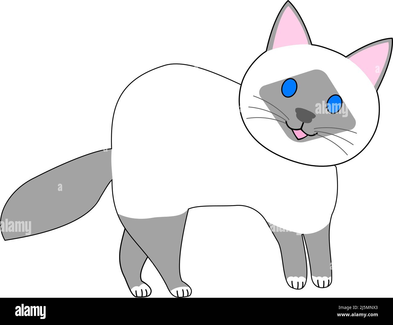 birman Katze mit weißem Hintergrund Stockfoto