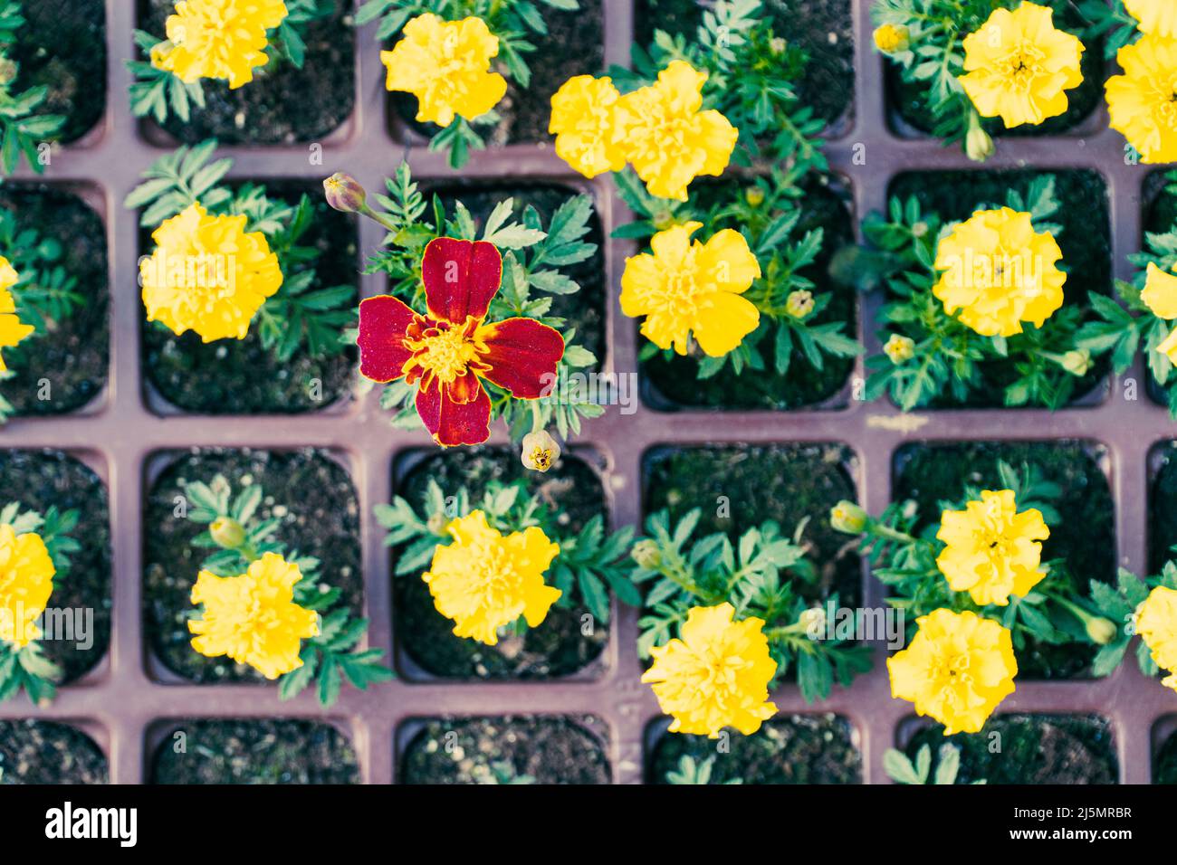 Afrikanische Ringelblume. Ringelblumen blühen in Blumentöpfen. Selektiver Fokus inklusive Stockfoto