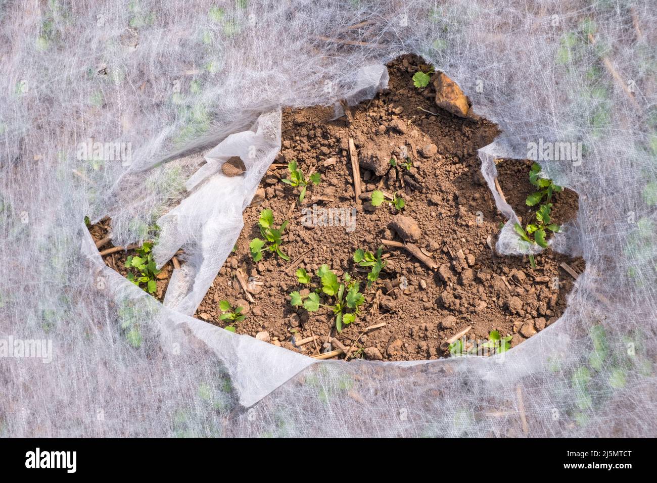 Wetterschutz schützendes Gartenvlies auf einer Farm in Norfolk, East Anglia, die Petersilie anbaut. Stockfoto