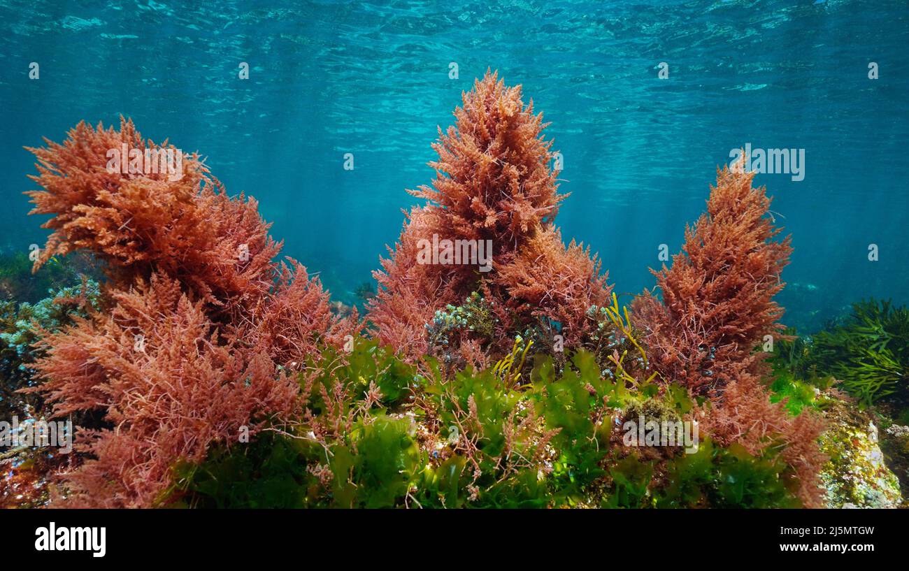 Rote und grüne Algen mit blauem Wasser, Unterwasserfarben im Ozean (meist Asparagopsis armata und Ulva lactuca Algen), Ostatlantik, Spanien Stockfoto