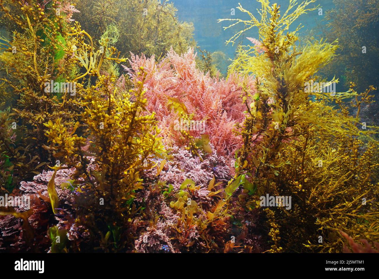 Verschiedene Meeresalgen unter Wasser im Ozean, Ostatlantische Algen, Spanien Stockfoto