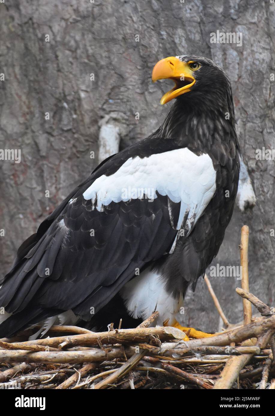 Ein Steller-Seeadler (Haliaeetus pelagicus), auch bekannt als Pazifischer Seeadler oder Weißschulter-Adler, in seinem Nest. Stockfoto