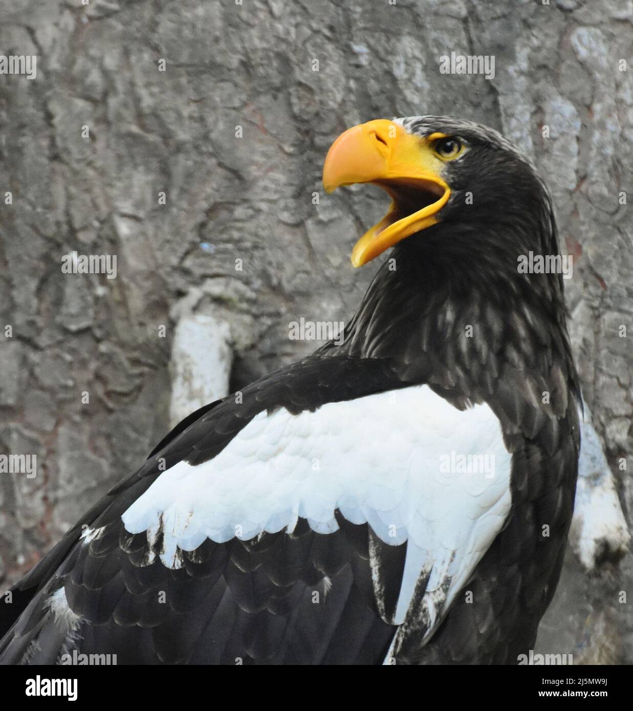 Ein Steller-Seeadler (Haliaeetus pelagicus), auch bekannt als Pazifischer Seeadler oder Weißschulter-Adler, in seinem Nest. Stockfoto